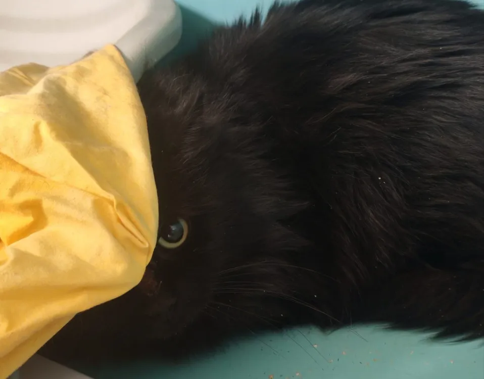 À l'adoption : Carbu