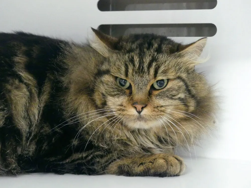 À l'adoption : Tigrou