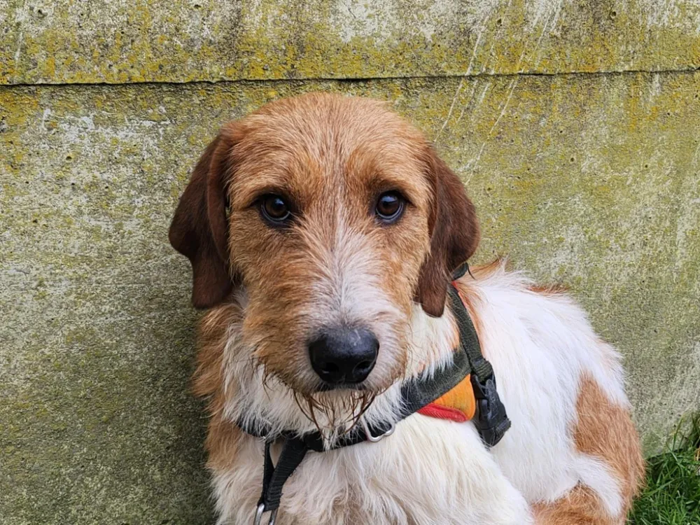 À l'adoption : Crouton