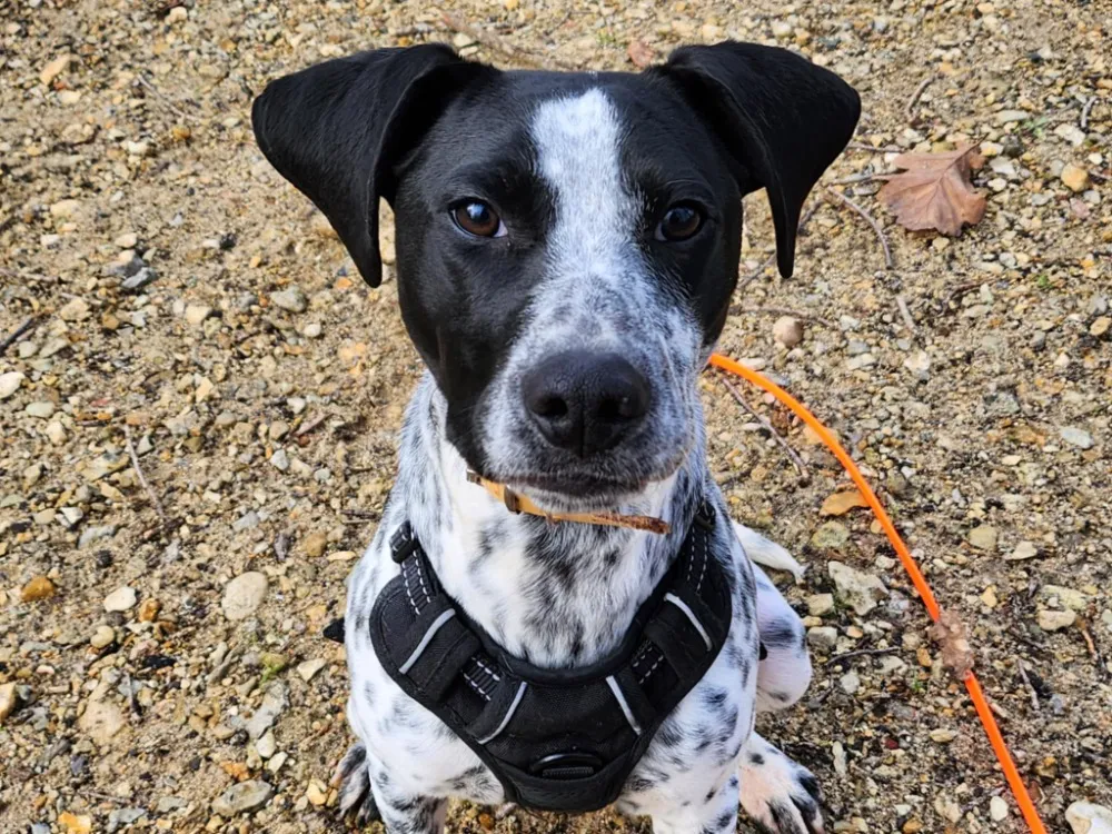 À l'adoption : Vicomte