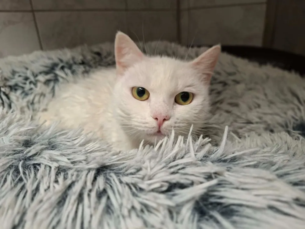 À l'adoption : Blanche Neige