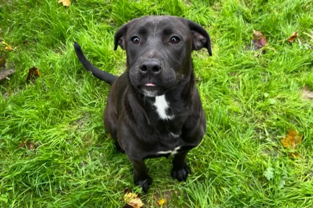 À l'adoption : Iris