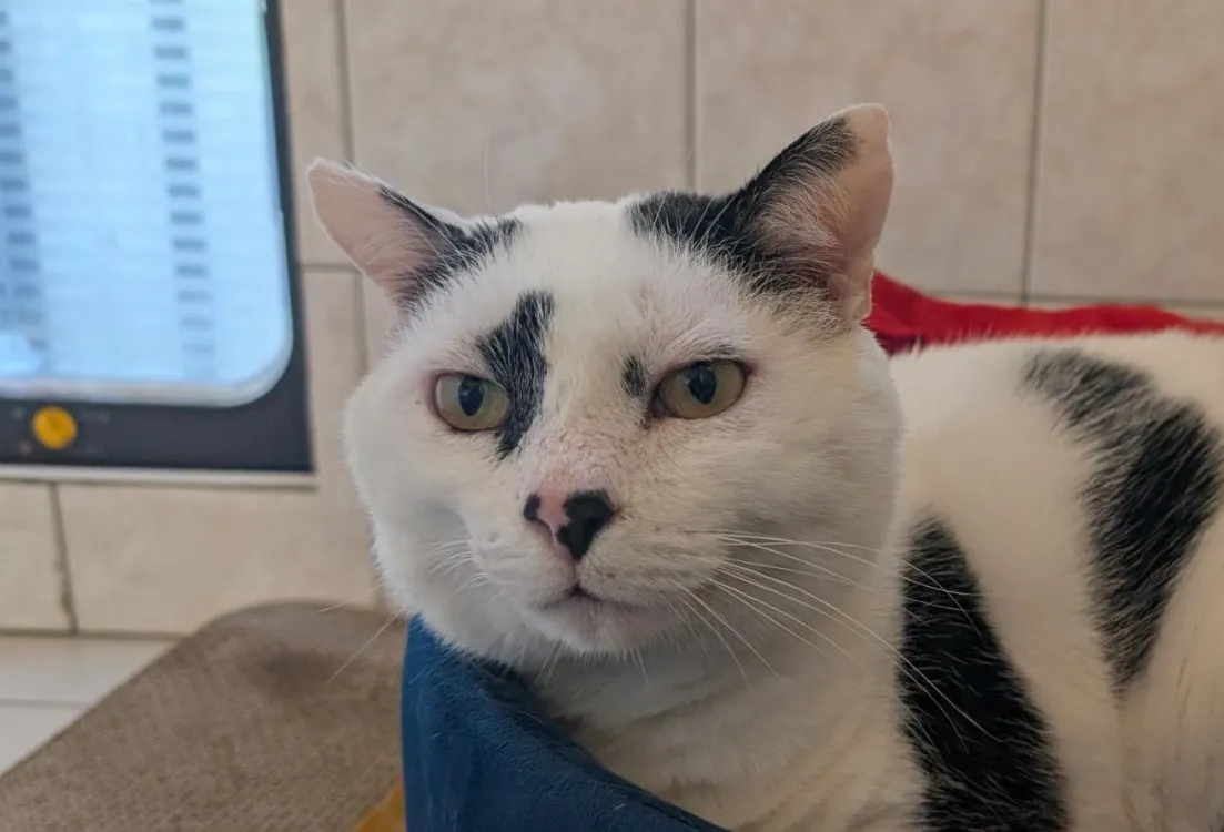 À l'adoption : Arlequin