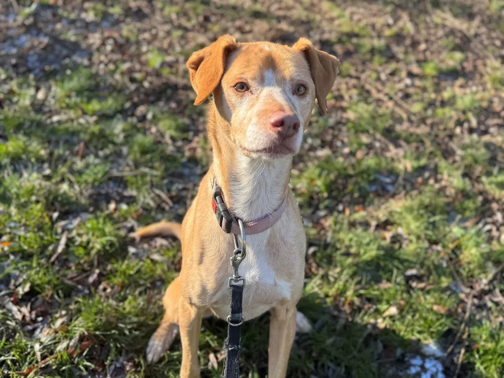 À l'adoption : Rado Oaa18236