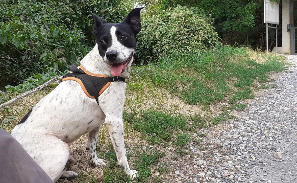 À l'adoption : Maicky