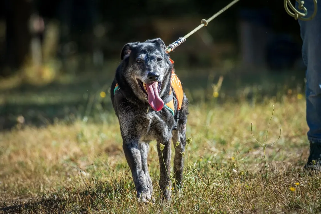 À l'adoption : Miko