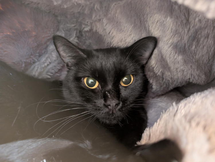 À l'adoption : Moon A17186