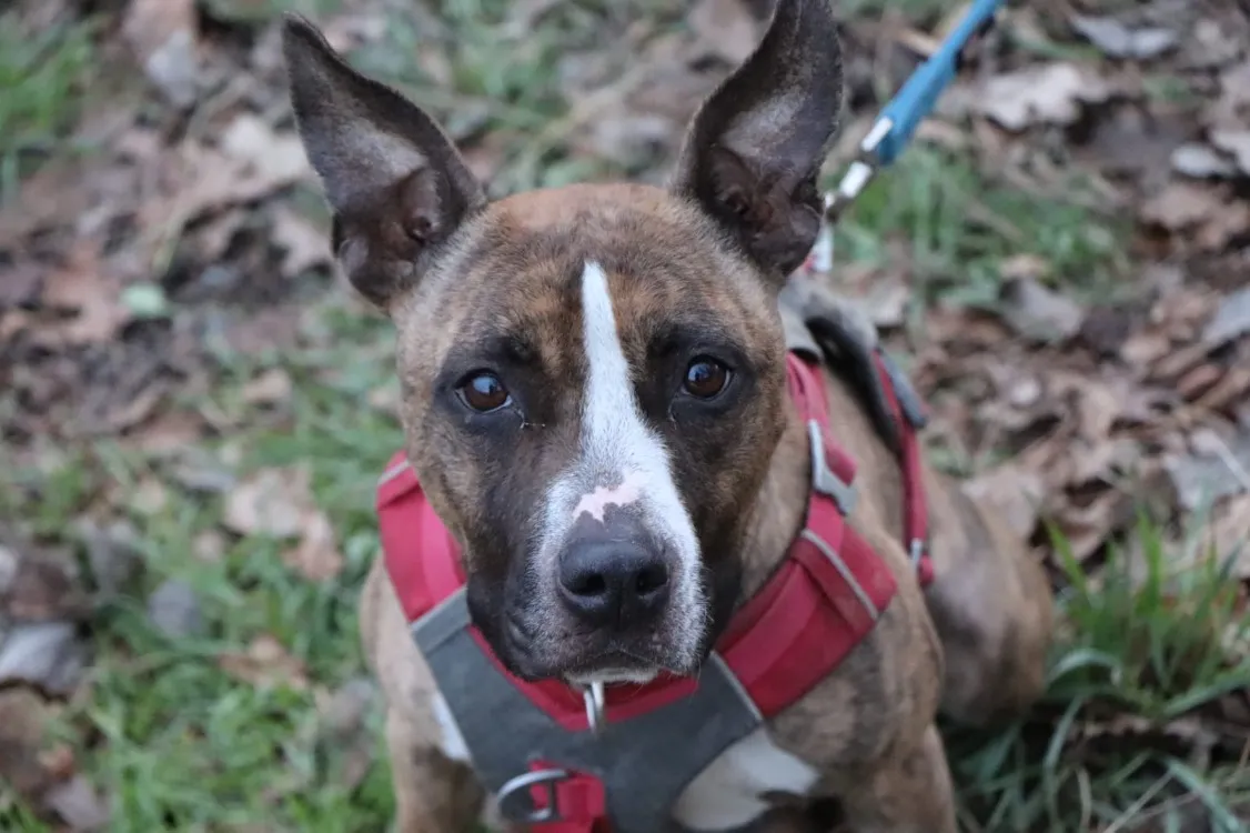 À l'adoption : Tania