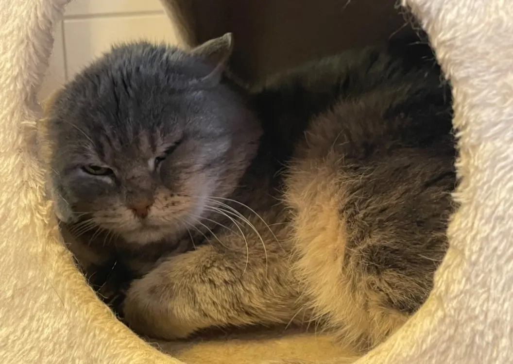 À l'adoption : Gustave