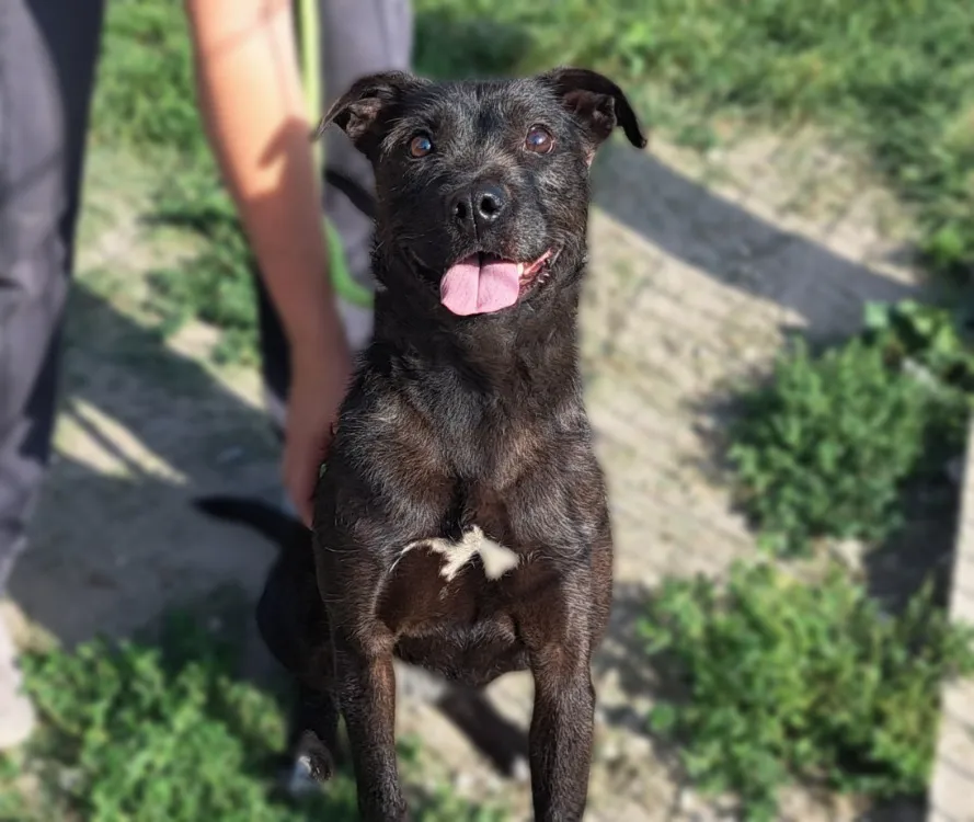 À l'adoption : Cookie