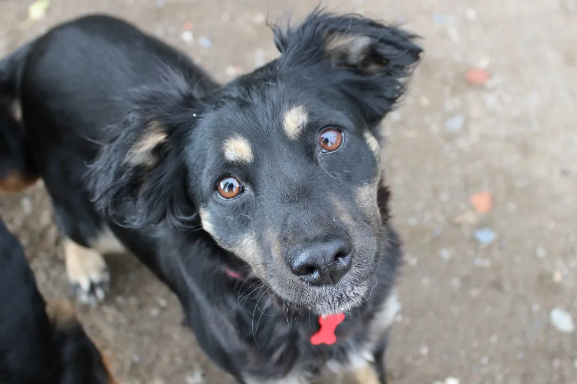 À l'adoption : Kyara