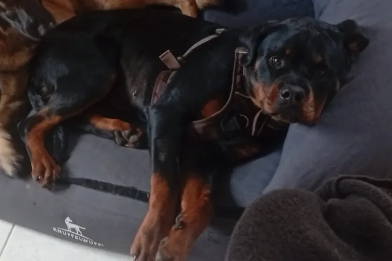 À l'adoption : Awicky