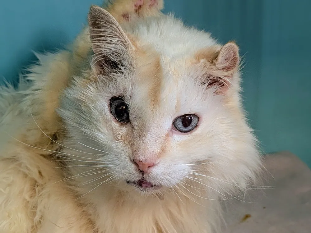 À l'adoption : Neige