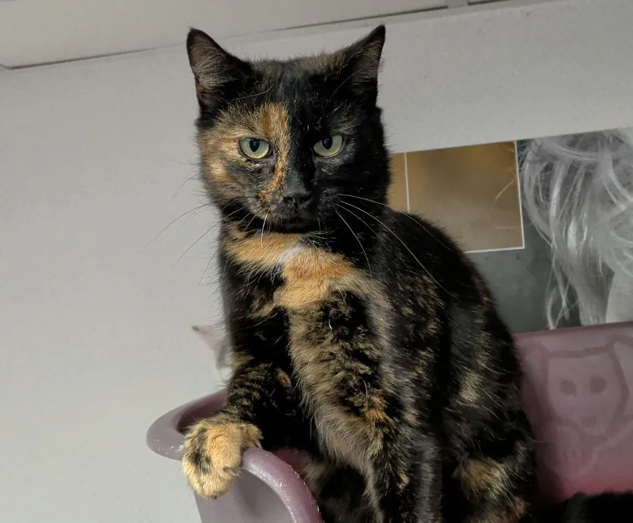 À l'adoption : Didou