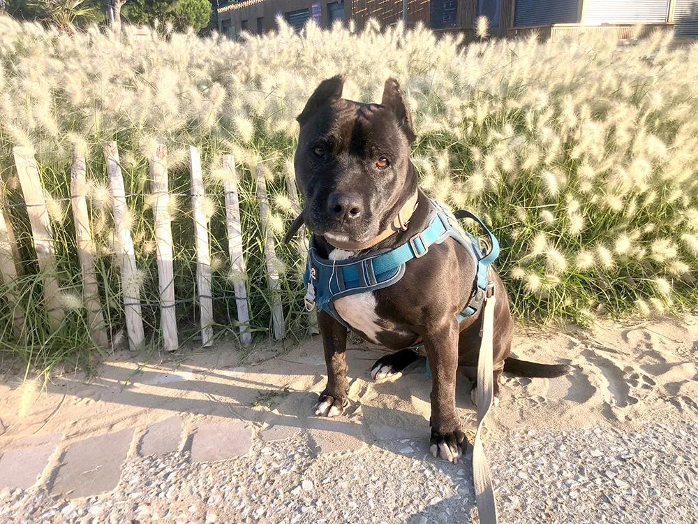 À l'adoption : Chanel