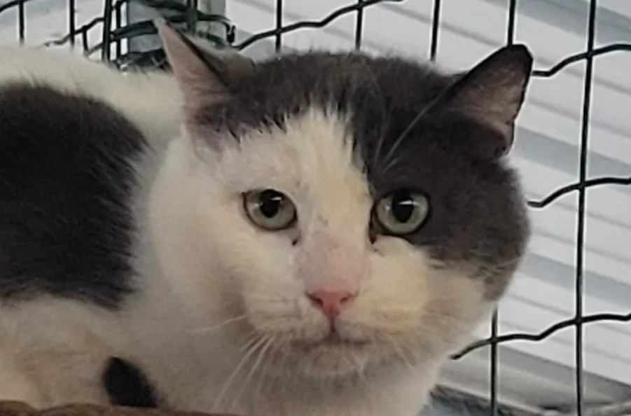 À l'adoption : Soleil