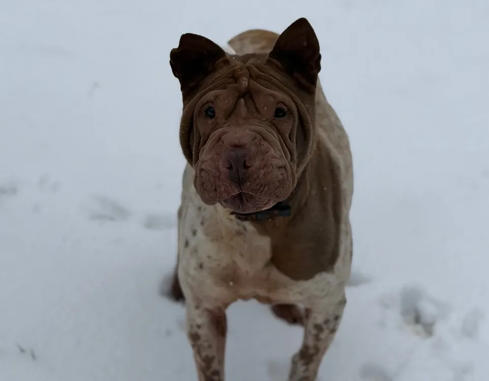 À l'adoption : Nutella Caa14554