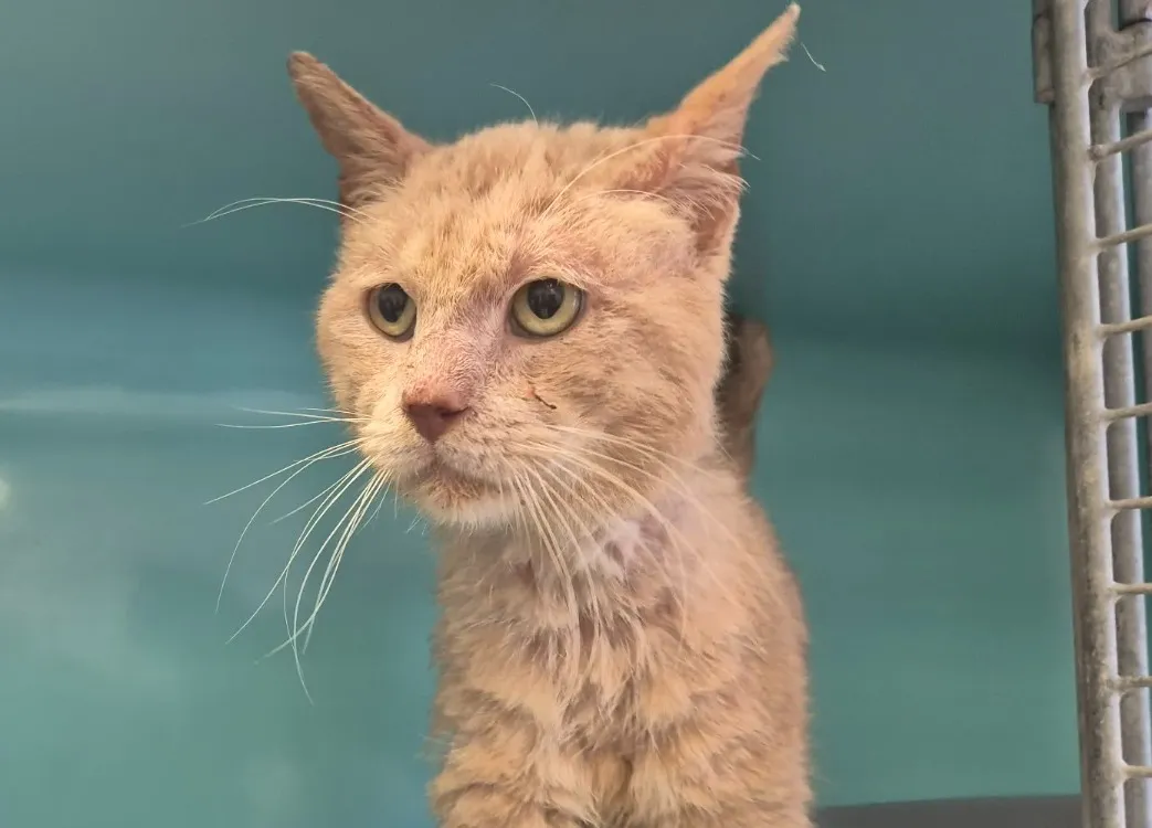 À l'adoption : Nachos