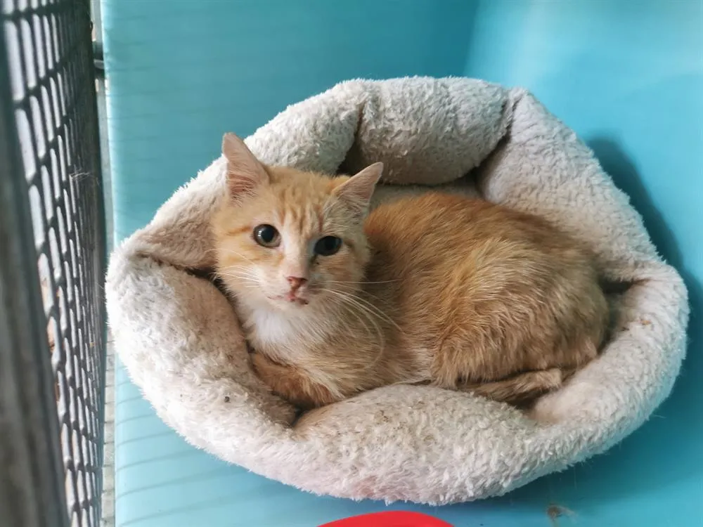 À l'adoption : Ageratum