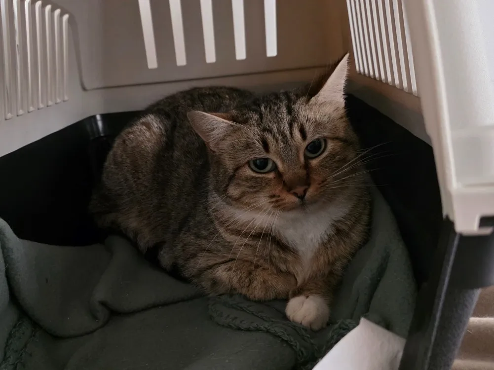 À l'adoption : Pik Up