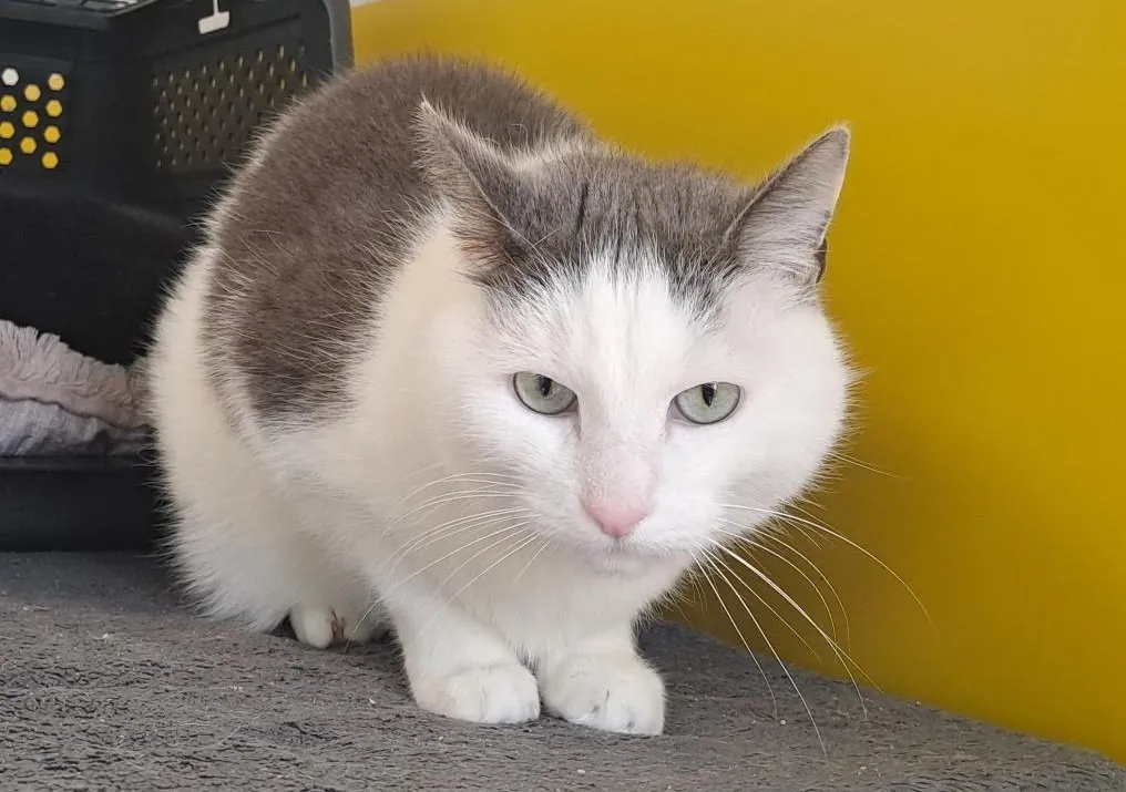 À l'adoption : Ozziboo Qct