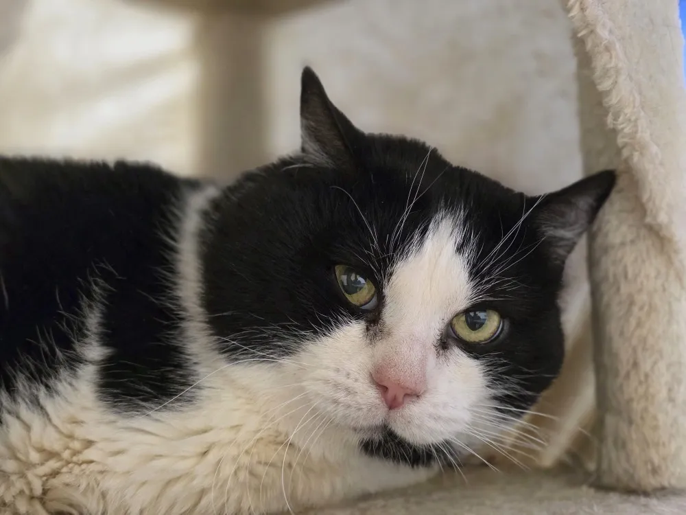 À l'adoption : Félix