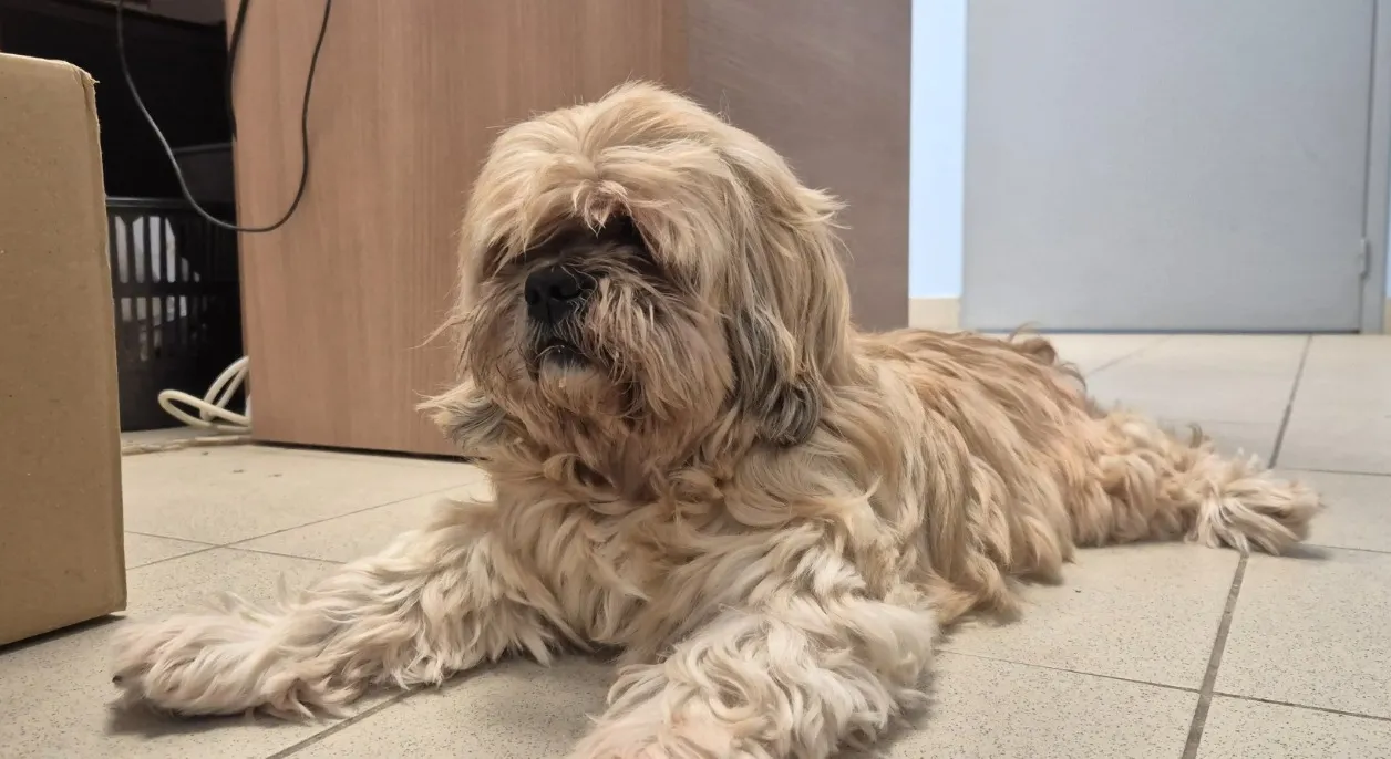 À l'adoption : Flash