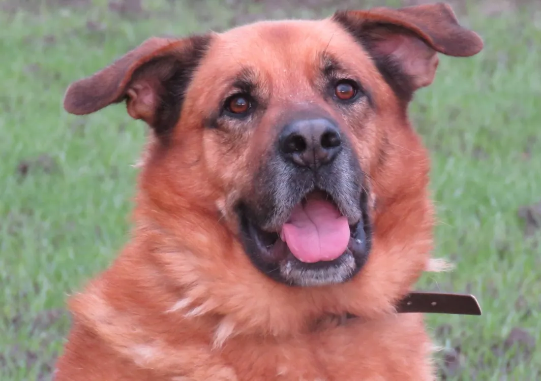 À l'adoption : Hatchi