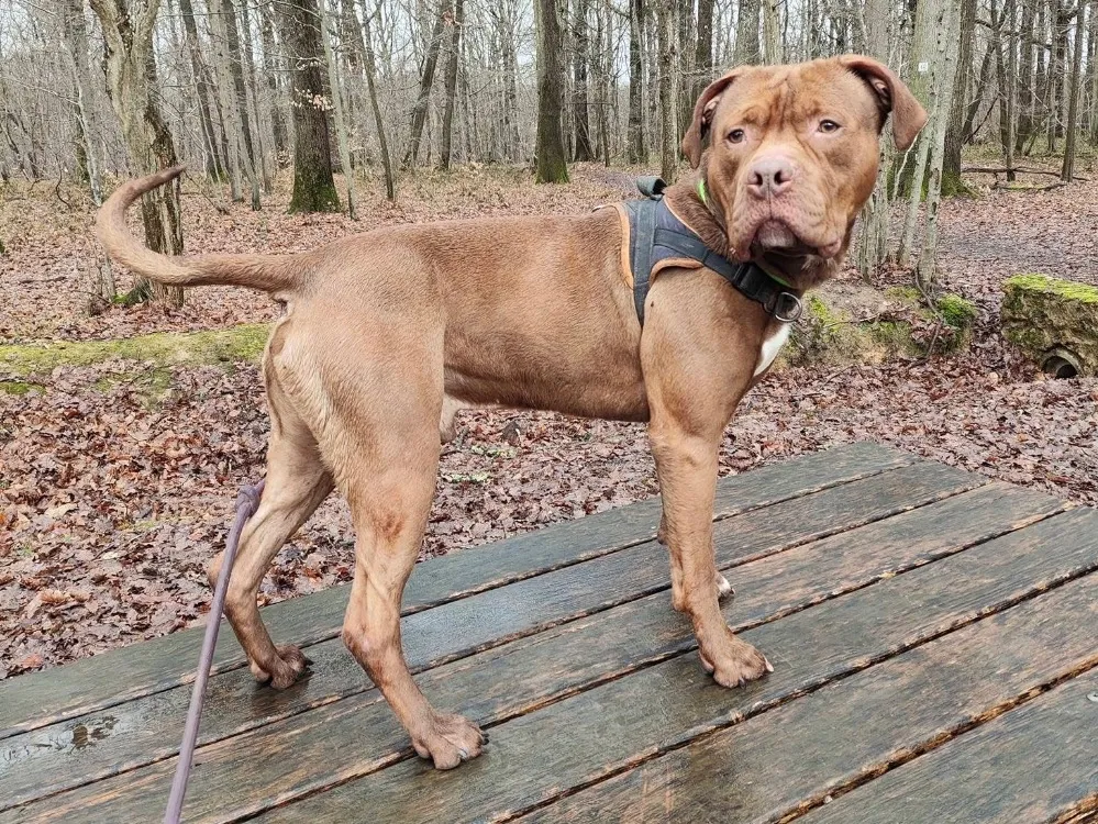 À l'adoption : Potiron Paa24052