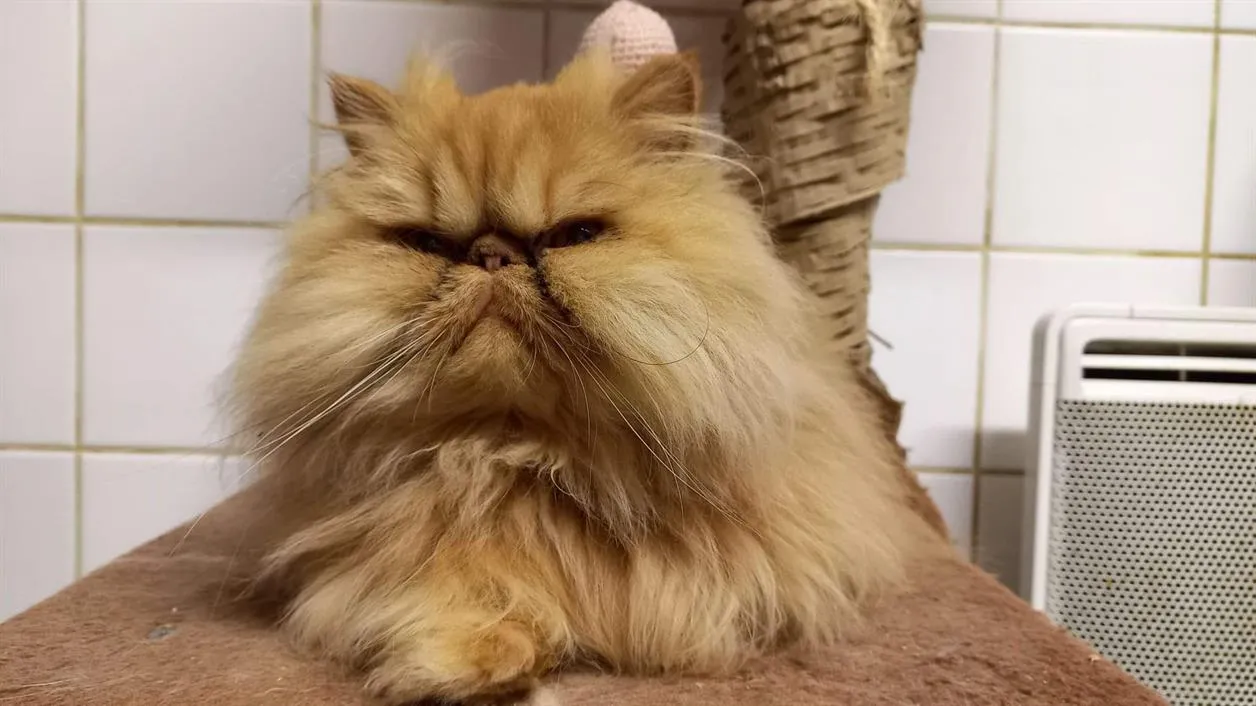 À l'adoption : Rhomy