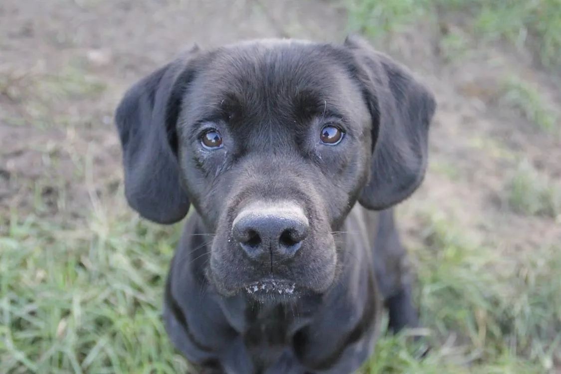 À l'adoption : Prack