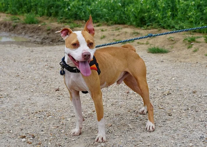 À l'adoption : Arkham Haa24693