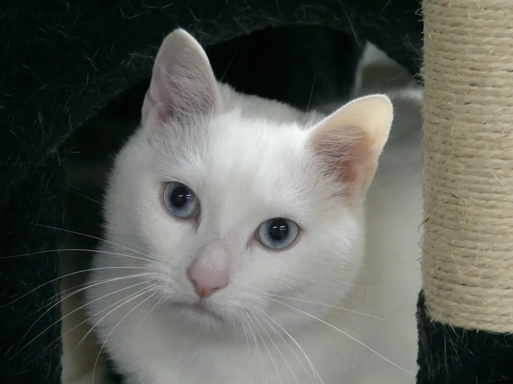 À l'adoption : Tamatoa