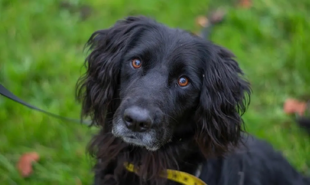 À l'adoption : Rodéo