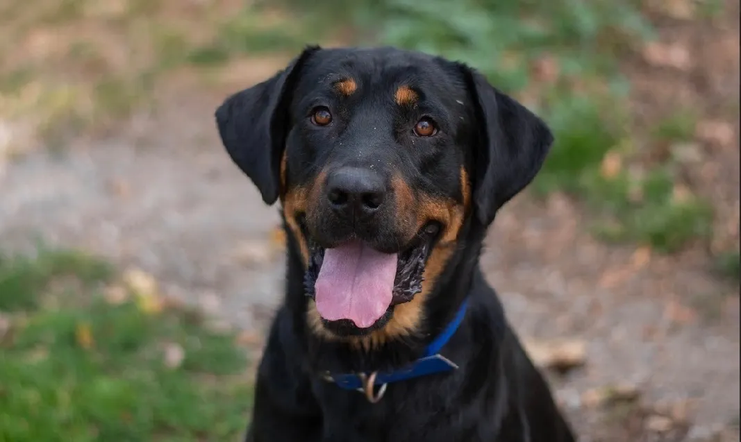 À l'adoption : Aston