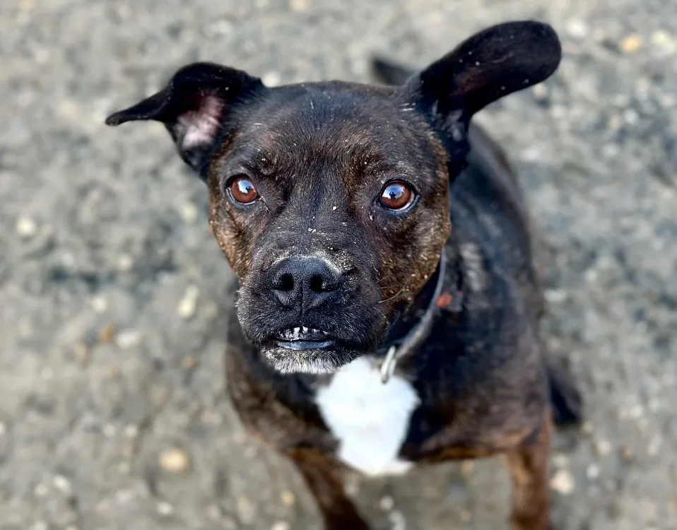 À l'adoption : Will I Am