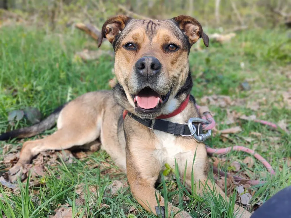 À l'adoption : Vegeta