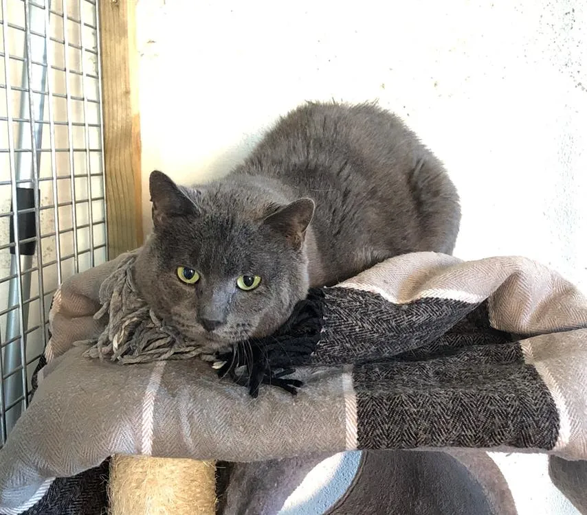 À l'adoption : Bertrand