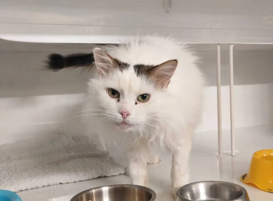 À l'adoption : Odin