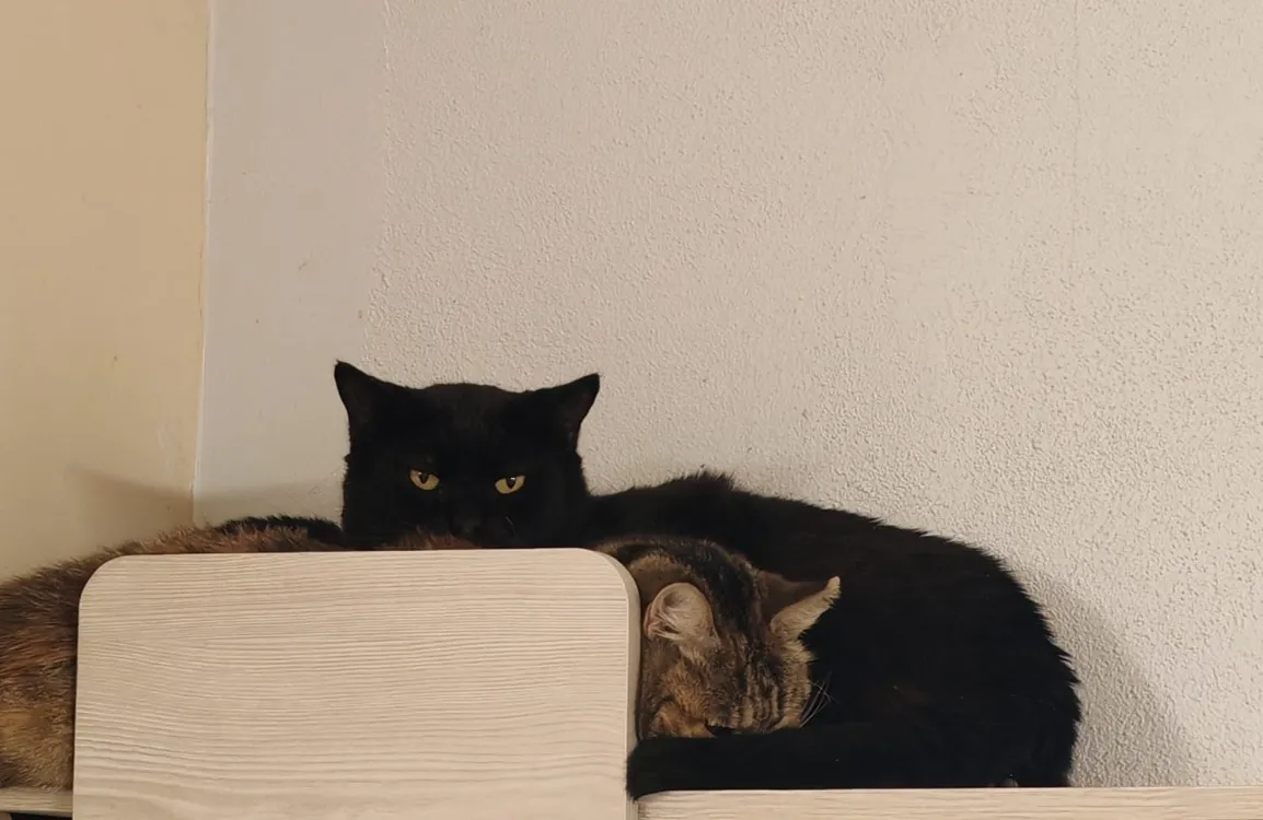 À l'adoption : Ichnaea