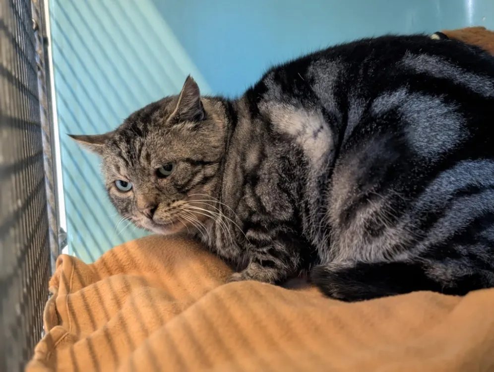 À l'adoption : Socrate