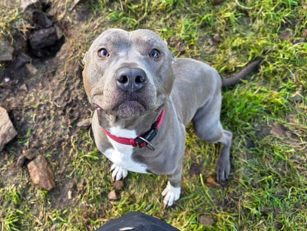 À l'adoption : Pasha