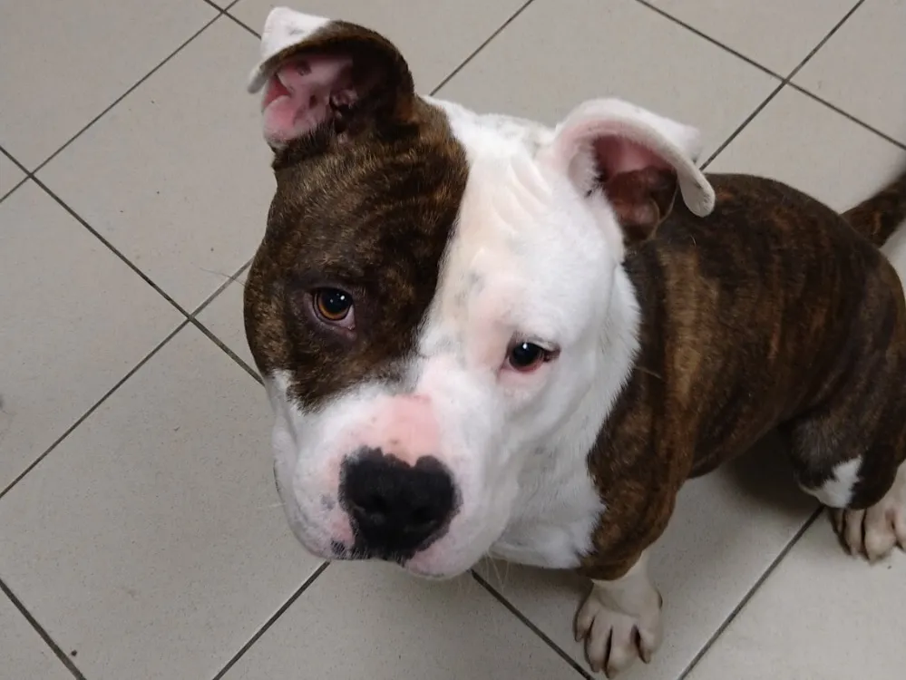 À l'adoption : Flop