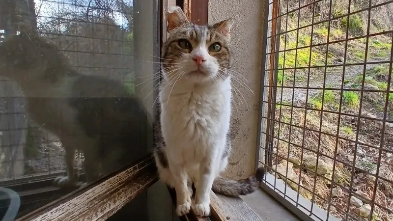 À l'adoption : Fiston