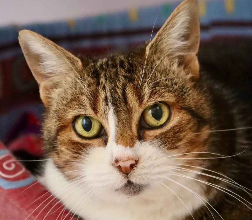 À l'adoption : Minette