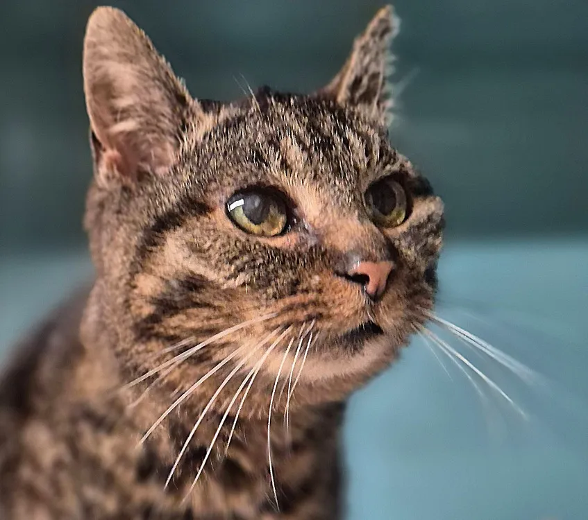 À l'adoption : Stella