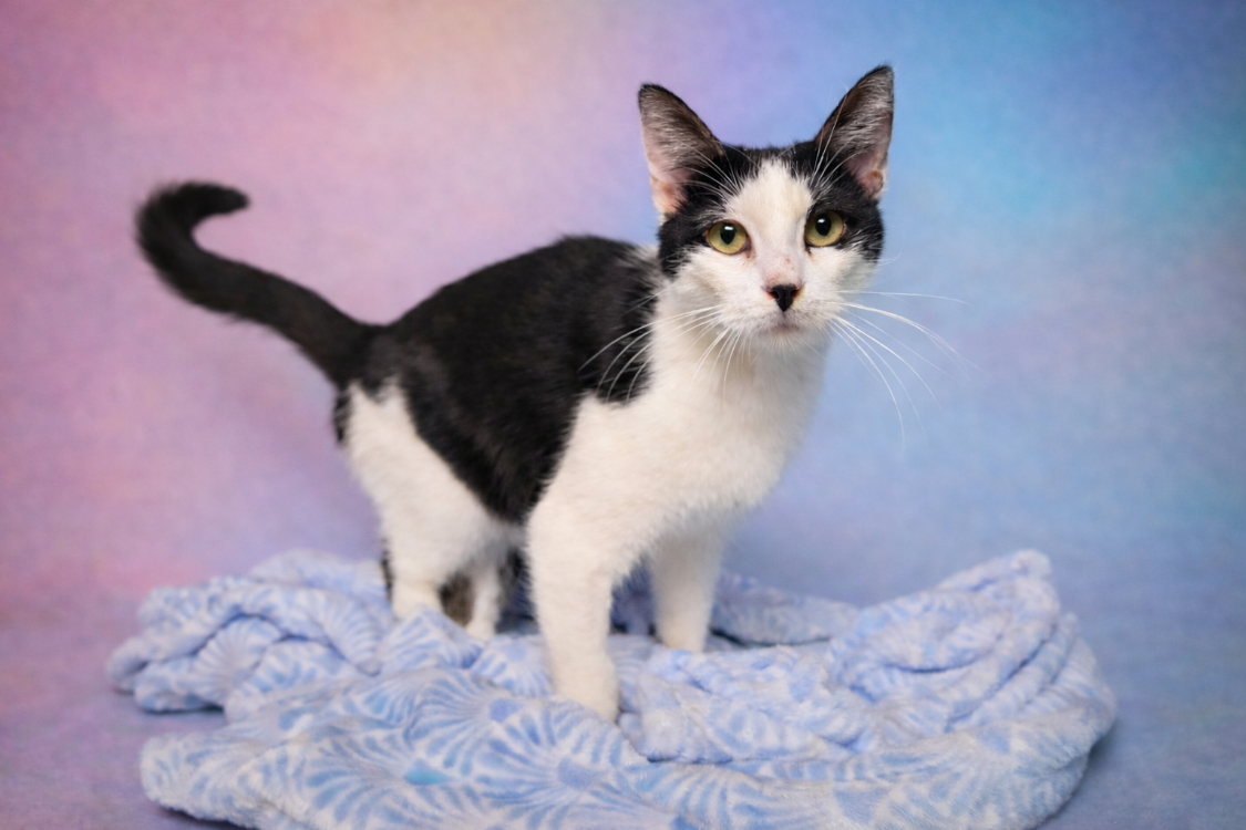 À l'adoption : Panda