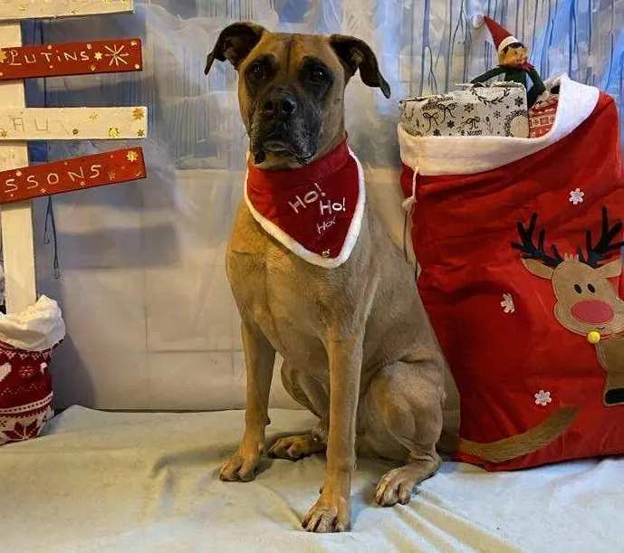 À l'adoption : Falco Chao