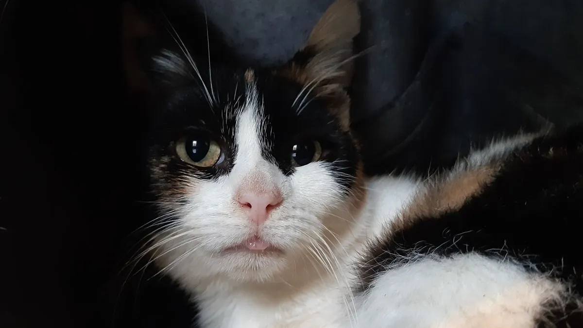 À l'adoption : Musaraigne