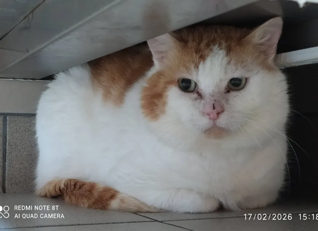 À l'adoption : Mavericks Qct